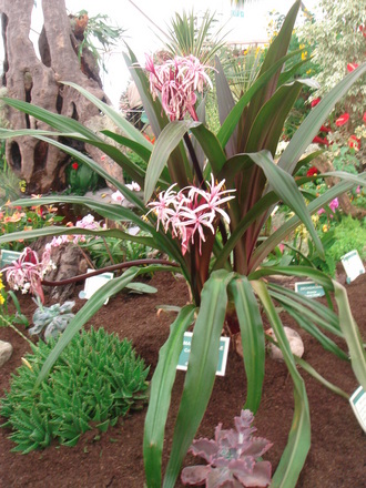 Southport Flower Show 2007 - Liverpool Botanical Gardens display (Amaryllidaceae Crinum Amabile)