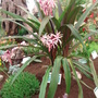 Southport Flower Show 2007 - Liverpool Botanical Gardens display (Amaryllidaceae Crinum Amabile)