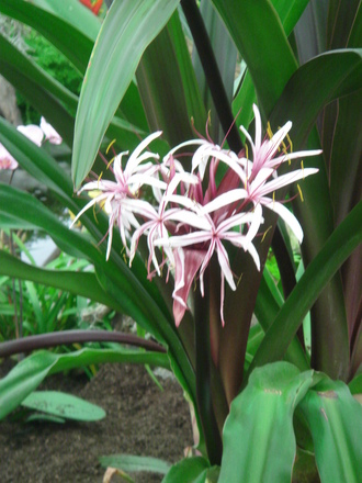 Southport Flower Show 2007 - Amaryllidaceae flower head (Amaryllidaceae ornum Amabile Sumatra)