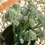 purple sprouting brocolli
