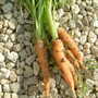 our first carrots