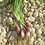 purplette spring onions