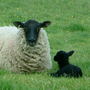 our first baby lamb... ebony
