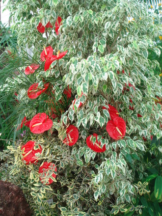 Southport Flower Show 2007 - Liverpool Botanical Gardens display