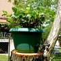 Hedera Helix "Besonderheiten" Green Ripple (Hedera helix (English ivy))