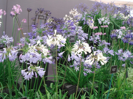 Southport Flower Show 2007 - Agapanthus display (Agapanthus africanus)