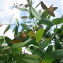 Eucalyptus (Eucalyptus)
