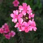 Verbena Sissinghurst Pink (Verbena)