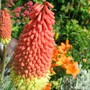 Red Hot Poker (Kniphofia)