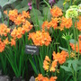 Crocosmia x crocosmiiflora