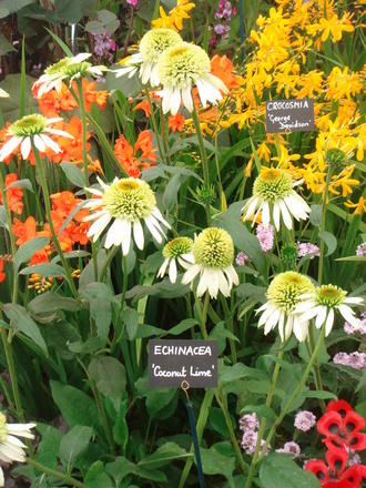 Southport Flower Show 2007 - Echinacea (Echinacea )
