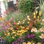 Southport Flower Show 2007 - Hardys Plants Display