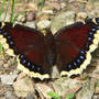 Mourning_cloak_topwing_6-07-08_exc_med