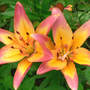 Lilium_asiatic_ladylike_6-16-08_fromabove_sm