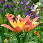 Asiatic Lily "Ladylike" in the Bed (Lilium "Ladylike")