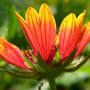 Gaillardia_backlit_close_6-16-08_exc_med