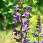 Meadow Sage "May Night"
