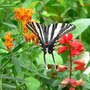 Zebra Swallowtail (Asclepias tuberosa)
