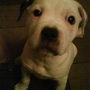 my dog