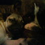 my dogs