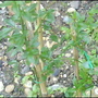 Winter Jasmine (Jasminum nudiflorum)