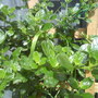 Califonia lilac (Ceanothus burkwoodii (California lilac))