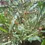 Gaura lindheimeri (Gaura) (Gaura lindheimeri (Gaura))