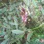 Gaura lindheimeri (Gaura lindheimeri (Gaura))