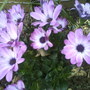 Osteospermum (Osteospermum)