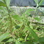 Buddleja davidii (Buddleja davidii Black Knight)