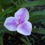 Tradescantia 'Bilberry Ice' (Tradescantia 'Bilberry Ice')