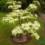 Cornus Causa (Cornus Corsa)