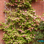 Chinese Gooseberry (Actinidia kolomikta (Actinidia))