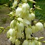 Yucca flower (Yucca filamentosa (Adam's needle))