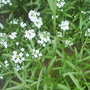 alyssum (Lobularia maritima (Alyssum Rosie ODay))