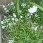 Alyssum (Lobularia maritima (Alyssum Rosie ODay))