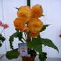 Begonia Can-Can (Begonia)