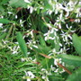 Euphoibia Diamond Frost (Euphorbia Hybrid)
