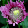 Rolling_for_pollen
