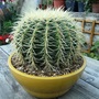 Echinocactus grusonii, Golden Barrel Cactus. Mother in laws cushion. (Echinocactus grusonii (Golden barrel cactus))