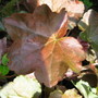 Heuchera Palace Purple (Heuchera cylindrica)