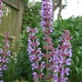 Salvia nemorosa 'Indigo' (Salvia nemorosa 'Indigo')