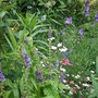 Scutellaria_altissima_in_the_border