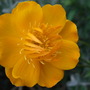 Trollius 'Lemon Queen'