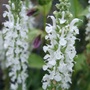 Salvia x sylvestris 'Schneehugel' (Salvia x sylvestris 'Schneehugel')