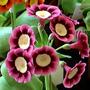 A garden flower photo