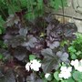 Heuchera 'Obsidian' (Heuchera 'Obsidian')