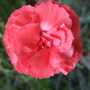 Red Dianthus. (Dianthus)