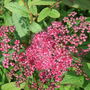 Spiraea japonica (Spiraea japonica (Japanese Spiraea))