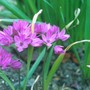 Allium Ostrowskianum (Allium ostrowskianum)